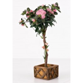 PLANT-PINK AZALEA W/POT