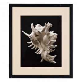 PRINT-PR-20X24-SEASHELL PHOTO-