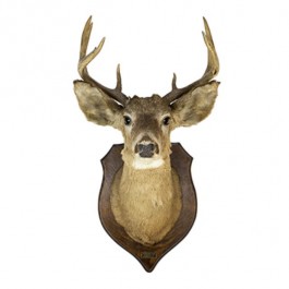 Deer Head W/Antlers Brown Base