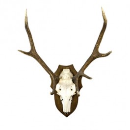 Antlers W/Bone Wood Plaque