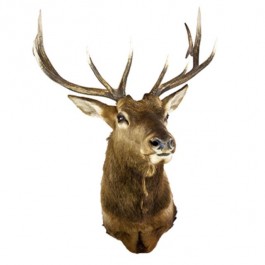 Elk 11pt Antlers-Brown