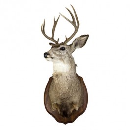 RAF Deer 10pt Antlers