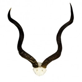 Kudu Antlers/Inner Cap