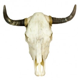 Cow Horn/Full Skull