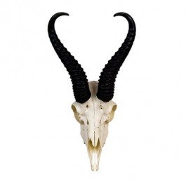 Springbok Antler/Full Skull