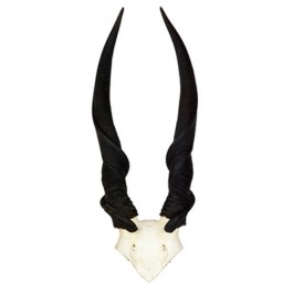 Blesbok Antler/Inside Center