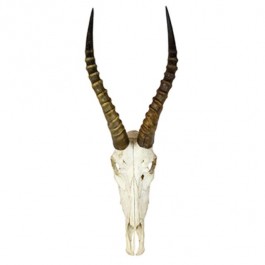 Haitebeest Antlers/Full Skull