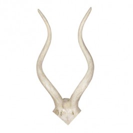 Sm White  Kudu Antler/24"