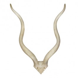 Med White Kudu Antler/26"