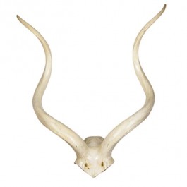 Lrg Wht Kudu Antler/ 31"