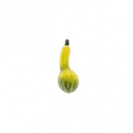 GOURD-Miniture Yellow Frosted
