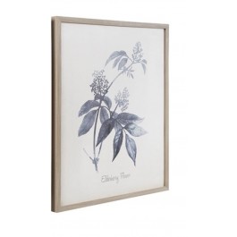 FRAMED PRINT-Elderberry Flower W/Limed Wood Frame