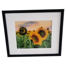 FRAMED PHOTOGRAPHY-Sunflower Trio