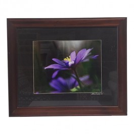 FRAMED PHOTOGRAPHY-Purple Daisy