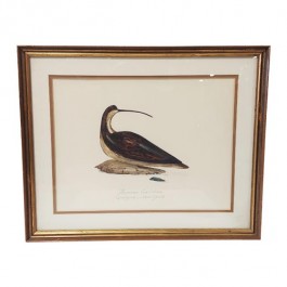 PAINTING-Long Billed Curlew Single Decoy-Framed