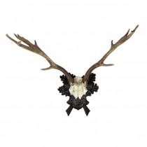 Antlers Attached to Bone/Black