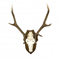 Antlers W/Bone Wood Plaque