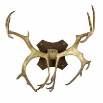 Deer Antler On Wood Plaque