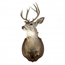 RAF Deer 10pt Antlers