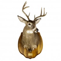 LAF Deer 8pt Antlers