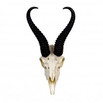 Springbok Antler/Full Skull
