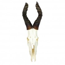 Eland Antlers/Full Skull