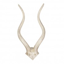 Sm White  Kudu Antler/24"