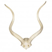 Lrg Wht Kudu Antler/ 31"