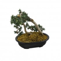 FAUX BONSAI TREE-In Glossy Black Glass Planter