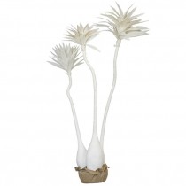 PALM TREE CLUSTER-Yucca Trio