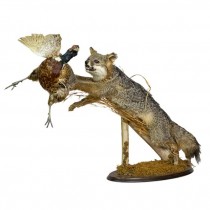 TAXIDERMY-Fox Attacking Pheasant