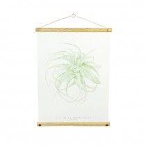 WALL ART-Tillandsia Xerographica