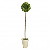 Topiary-Round Potted Hedge Tree