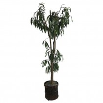 FAUX TREE-(6'5")Lemon Leaf/Potted