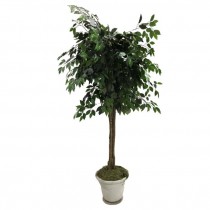 FAUX FICUS TREE-(6') Potted