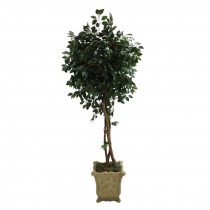 FAUX CAMELLIA TREE-(7'5")Toothed Leaf, Triple Twist Trunk