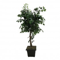 FAUX FICUS TREE-(6')Triple Trunk W/Black Pot