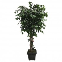 FAUX FICUS TREE-(7') Triple Trunk W/Black Pot