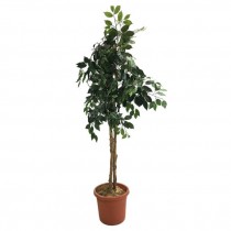 FAUX TREE-Double Trunk Ficus W/Faux Terracotta Pot