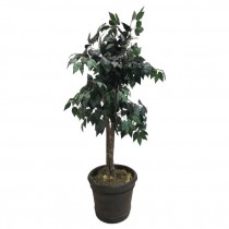 FAUX TREE-(5')Ficus W/Black Plastic Pot