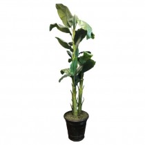 FAUX TREE-(8')Banana Tree/(3) Trunk Cluster W/Black Pot