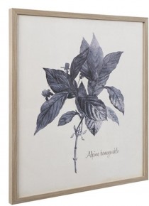 FRAMED PRINT-Alpine Honeysuckle W/Limed Wood Frame