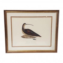 PAINTING-Long Billed Curlew Single Decoy-Framed