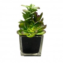 FAUX PLANT-Echeveria Succulent & Baby Rubberplant