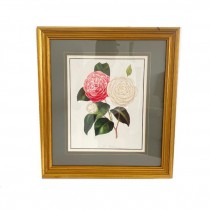 PRINT-Pink & White Peony on Stem