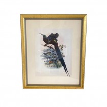 PRINT-Black & Brown Sicklebill Birds on Branches in Gold Frame