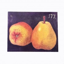 (85210735)PRINT-Still Life of (2) Pears