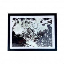 (HDEW0110)FRAMED PHOTOGRAPHY-Blk/Wht Photo-Tree Branches