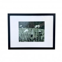 (HDEW0112)FRAMED PHOTOGRAPHY-Blk/Wht Photo-Daisies in Field