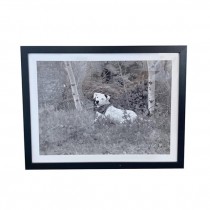 (HDEW0113)FRAMED PHOTOGRAPHY-Blk/Wht Photo-Dalmatian w|Bandana in Forest